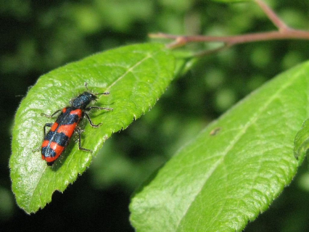 Trichodes alvearius, Cleridae